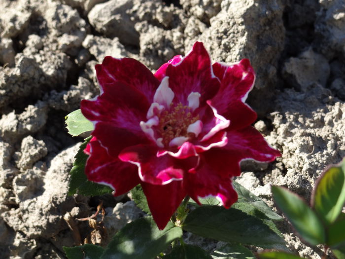 primele flori - Vara in gradina I