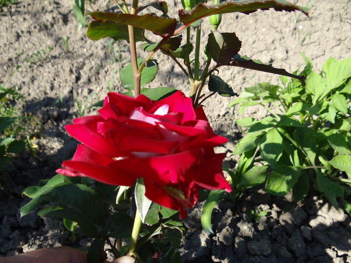  - Vara in gradina I