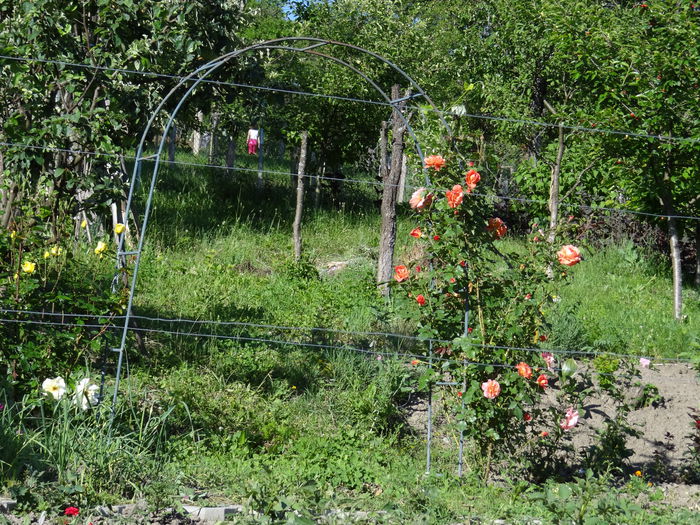  - Vara in gradina I