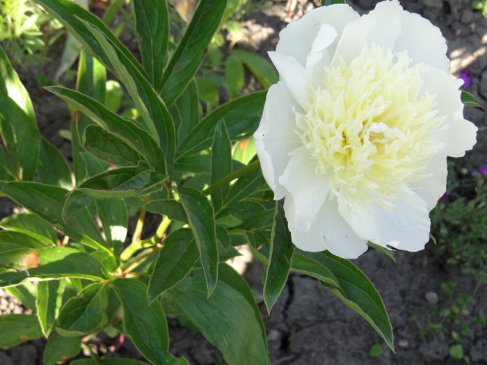 honey gold - Vara in gradina I