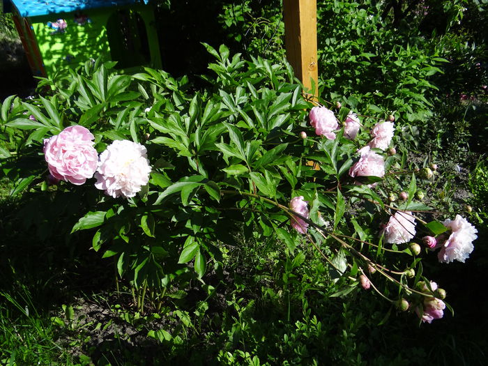  - Vara in gradina I