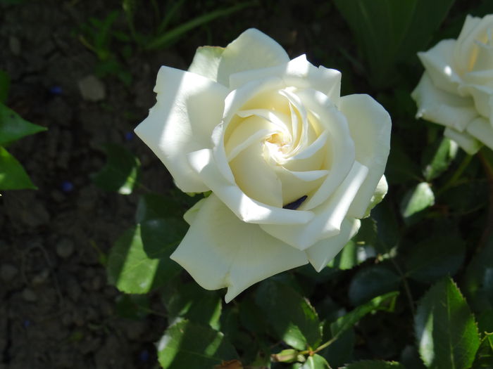  - Vara in gradina I