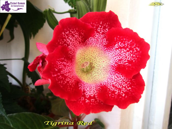 Tigrina Red 2(7-06-2015) - Gloxinii 2015