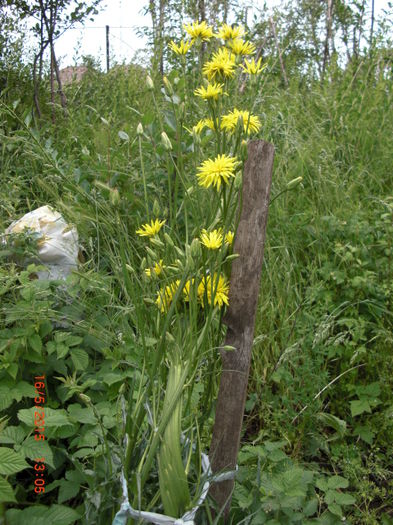 morcov negru fekete1 - Gradina Casa si Plante Rare sau Deosebite pentru Sanatate