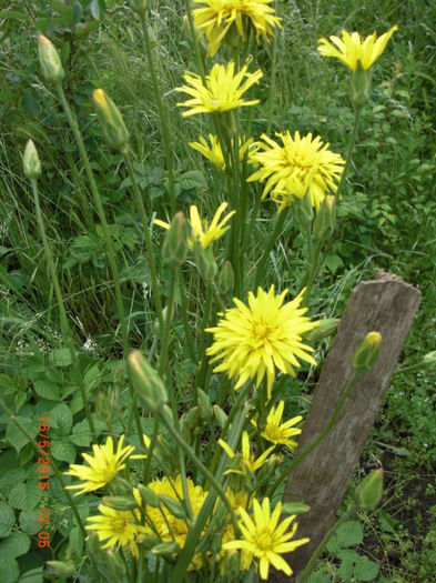 morcov negru fekete inflorit