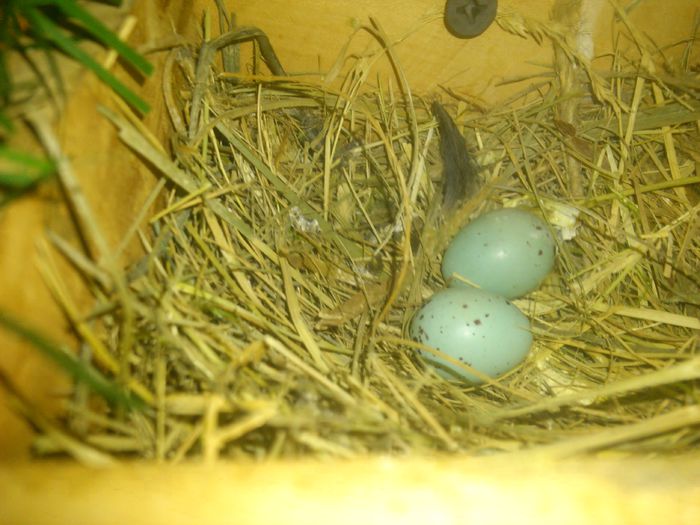 DSC_0093; Cuib mugurar
