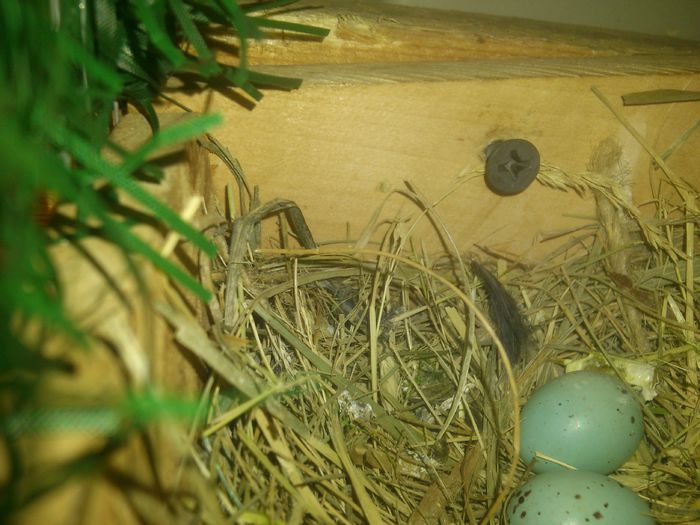 DSC_0092; Cuib mugurar
