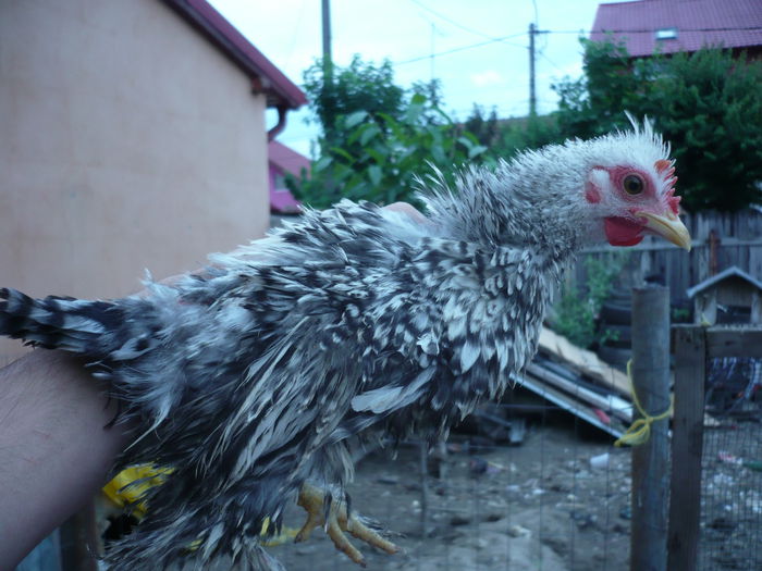 Cocos frezat 3 luni 20 lei