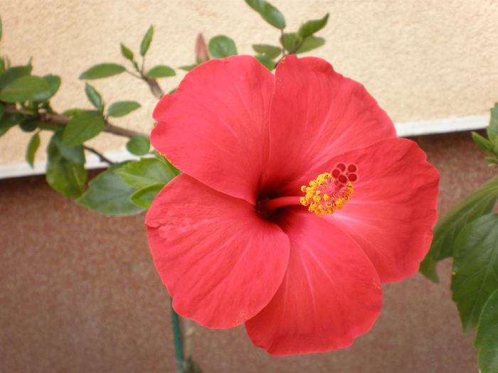 P1010140 - hibiscus