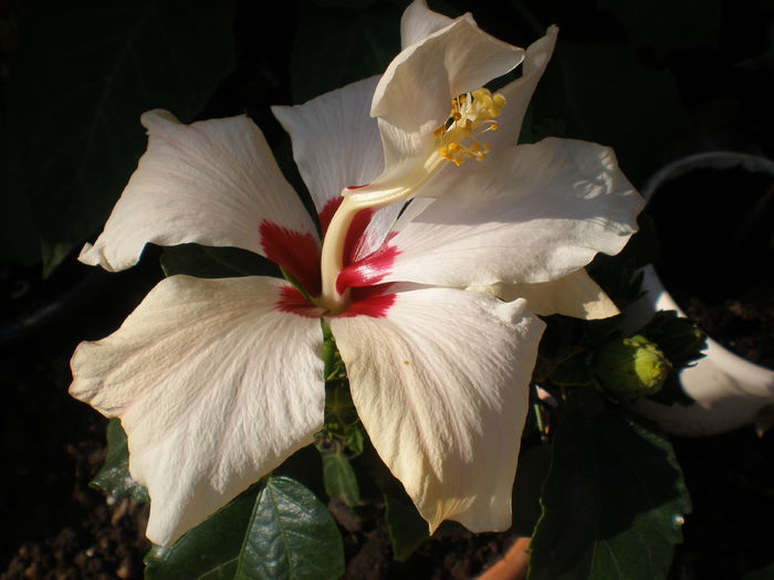 P1010156 - hibiscus