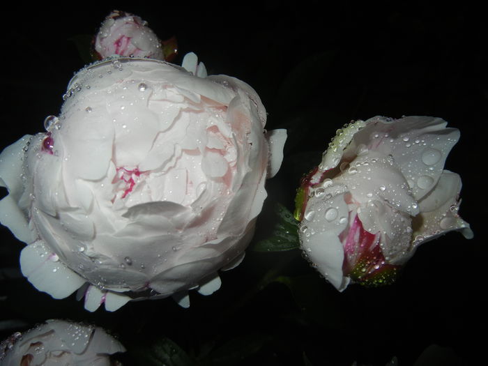 White Peony (2015, May 24)