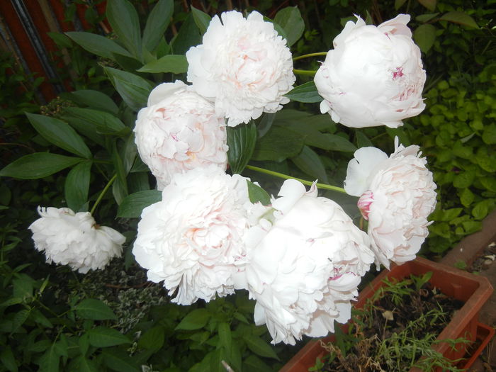 White Peony (2015, May 25)