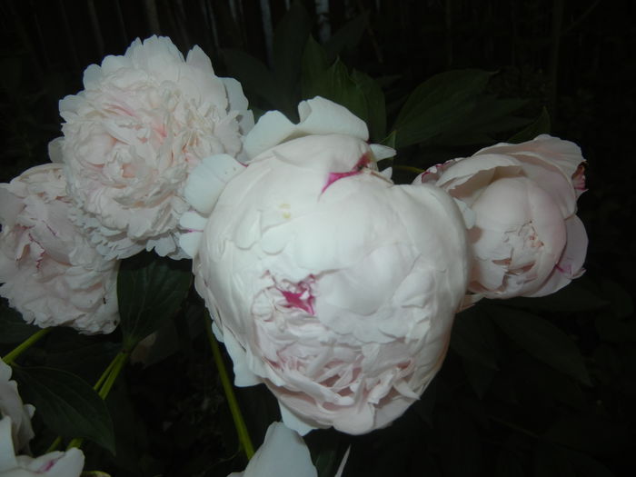 White Peony (2015, May 25) - Peony White