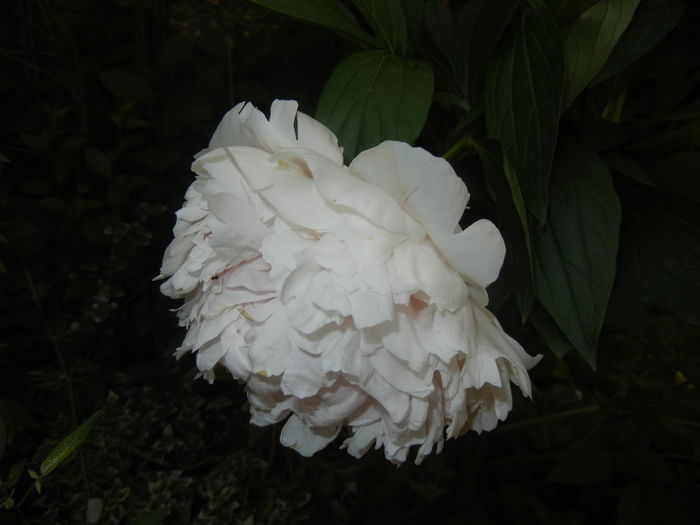 White Peony (2015, May 25) - Peony White