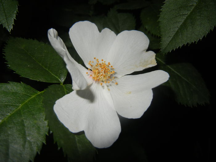 Rosa canina. Dog Rose (2015, May 24) - ROSA Canina_Dog Rose