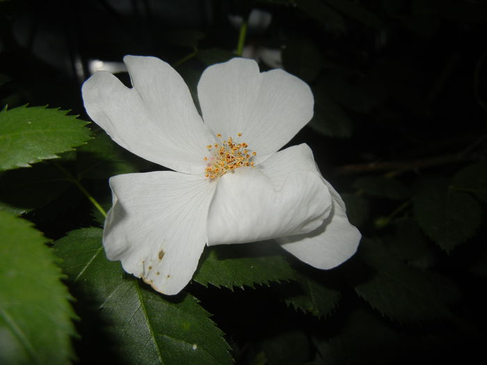 Rosa canina. Dog Rose (2015, May 24) - ROSA Canina_Dog Rose