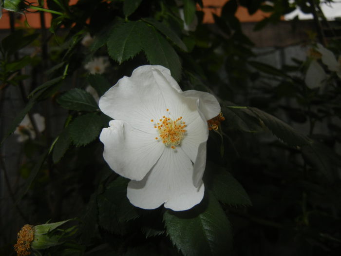 Rosa canina. Dog Rose (2015, May 25) Rosa canina. Dog Rose (2015, May 25)