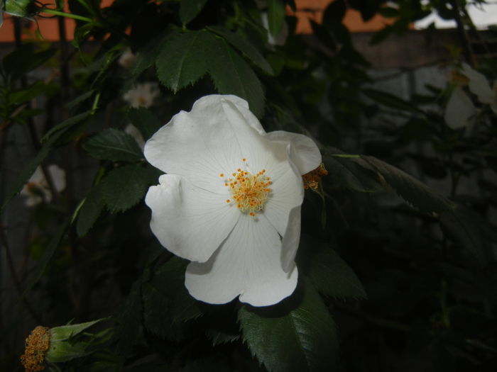 Rosa canina. Dog Rose (2015, May 25)