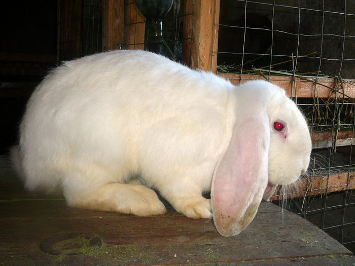 Mascul culoarea : Alb_2 (2015) - arhiva matca-berbeci