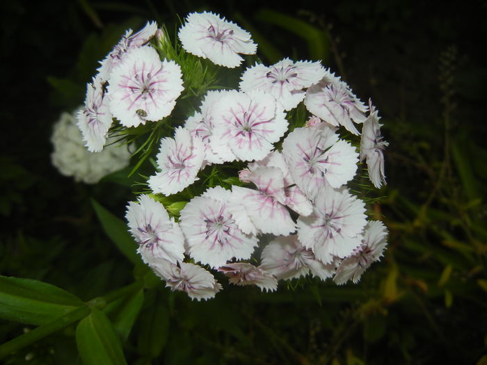 Dianthus babatus (2015, May 25)