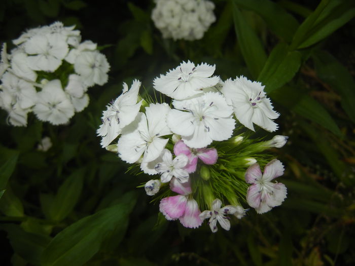 Dianthus babatus (2015, May 25)