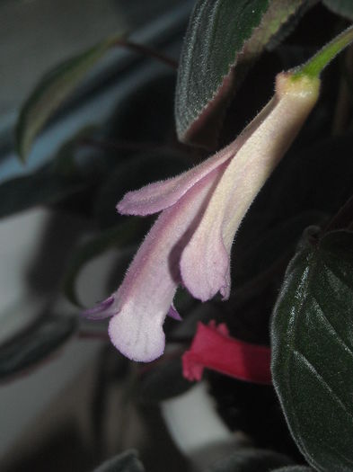  - 0 Zambetul florilor