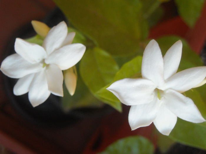  - 0 Zambetul florilor