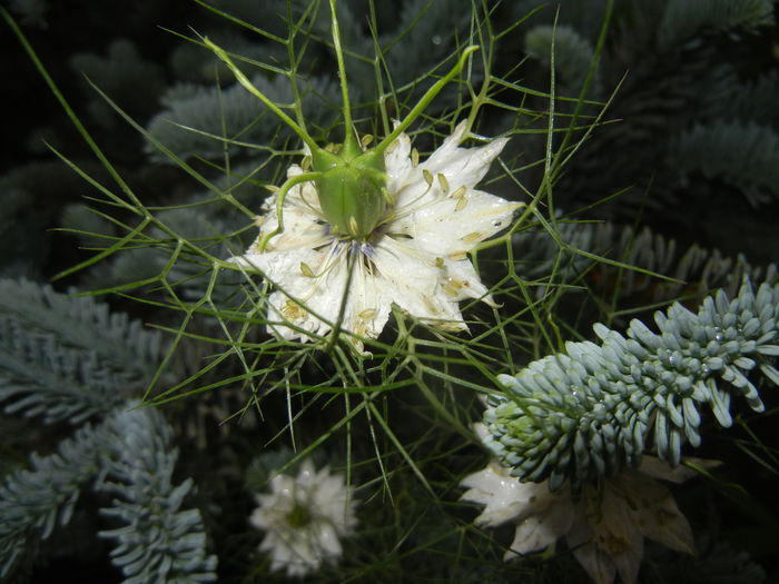 Nigella damascena (2015, May 25)