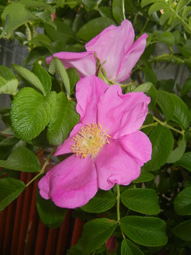 Rosa rugosa (2015, May 26)