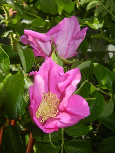 Rosa rugosa (2015, May 26) - ROSA Rugosa_Rugosa Rose