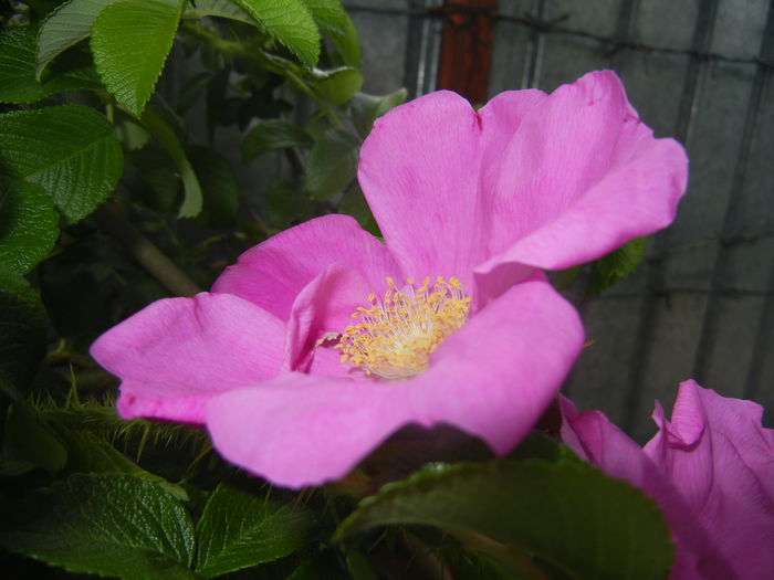 Rosa rugosa (2015, May 26)