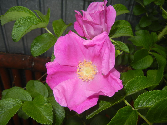 Rosa rugosa (2015, May 26)