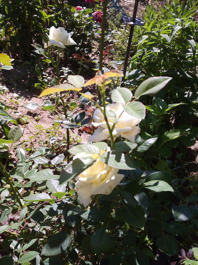 IMG_20150607_100417 - Trandafiri 2015