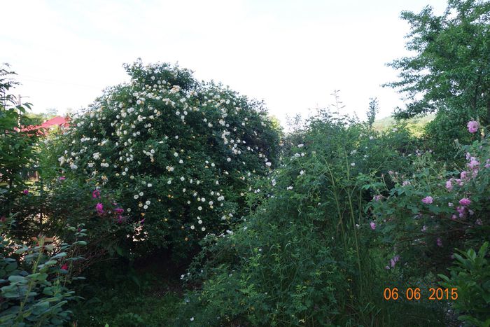 Ghislaine de Feligonde