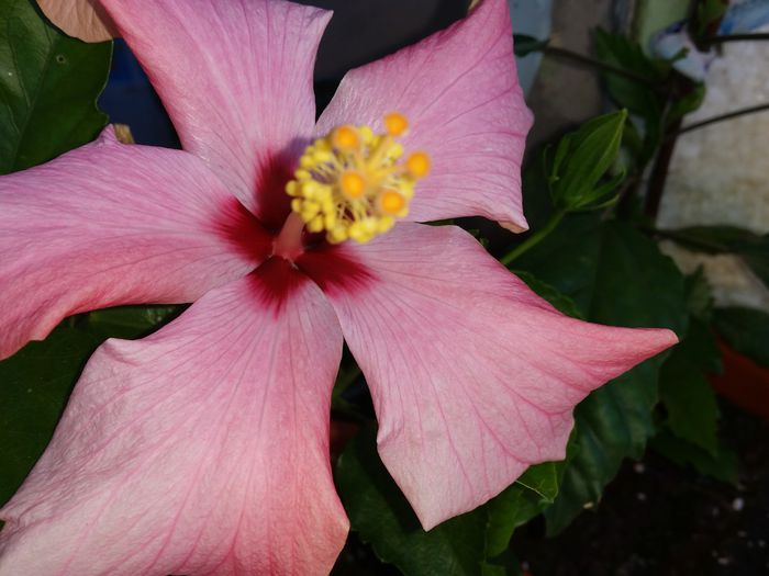 Cairo pink