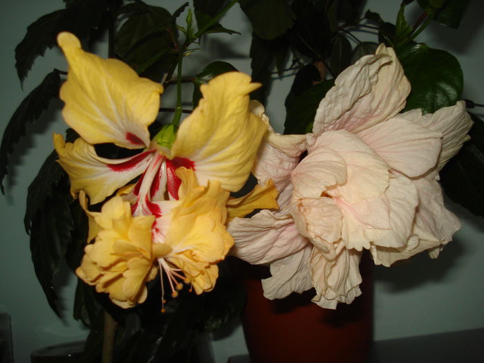 DSC01616 - HIBISCUS 2015