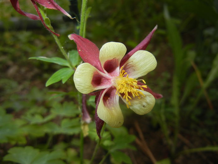 Aquilegia Red & Yellow (2015, May 26)