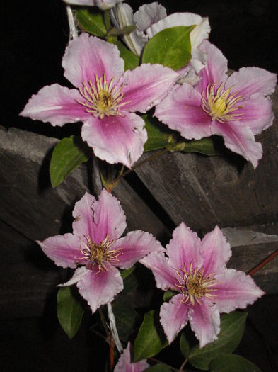 DSC01632 - CLEMATITE