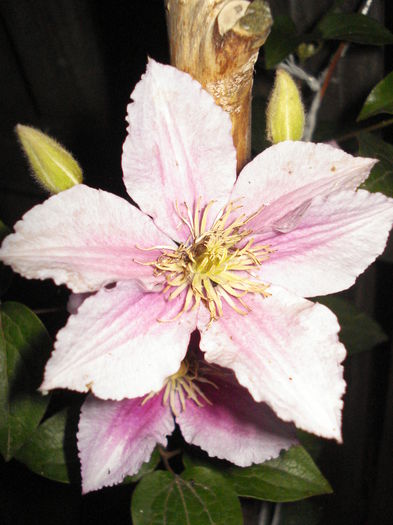 DSC01633 - CLEMATITE