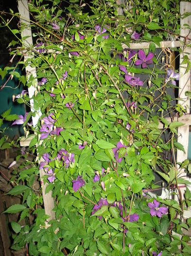 DSC01624 - CLEMATITE