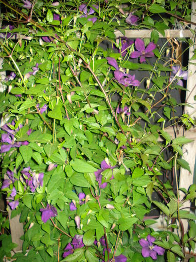 DSC01625 - CLEMATITE