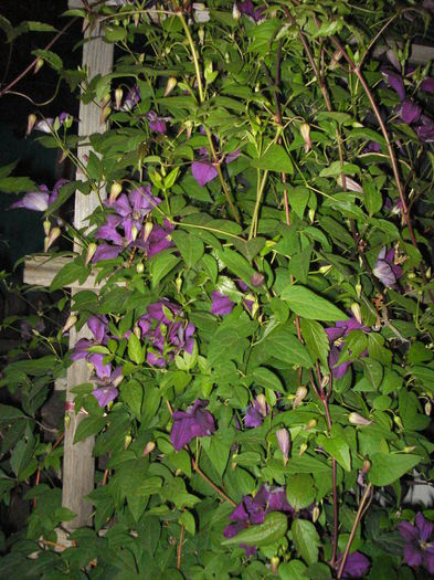 DSC01629 - CLEMATITE