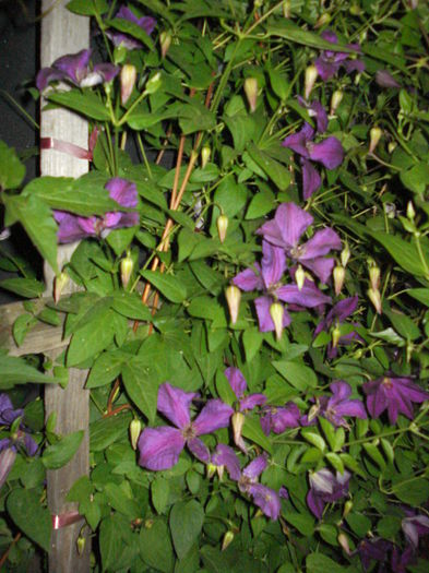 DSC01635 - CLEMATITE