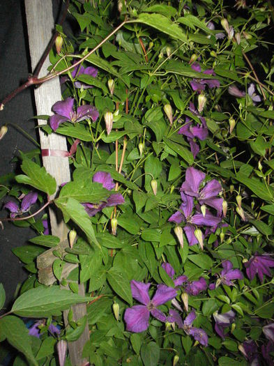 DSC01636 - CLEMATITE