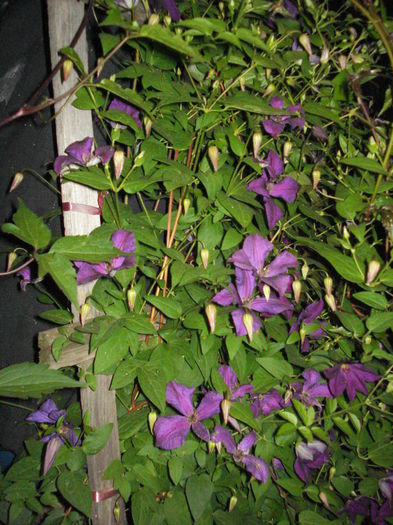 DSC01637 - CLEMATITE