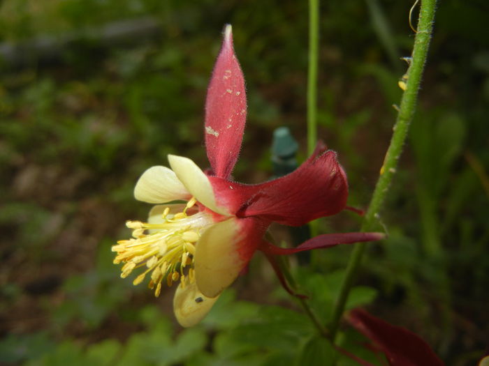 Aquilegia Red & Yellow (2015, May 26)