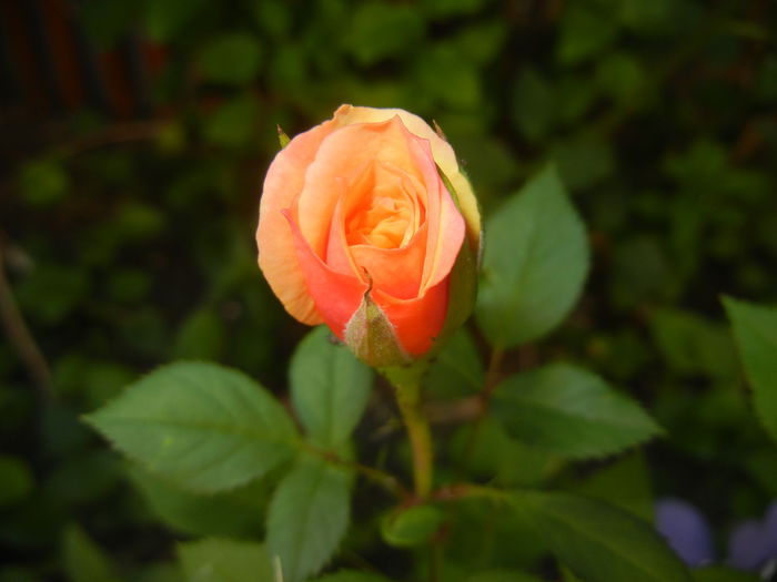 Orange Miniature Rose (2015, May 30) - Miniature Rose Orange
