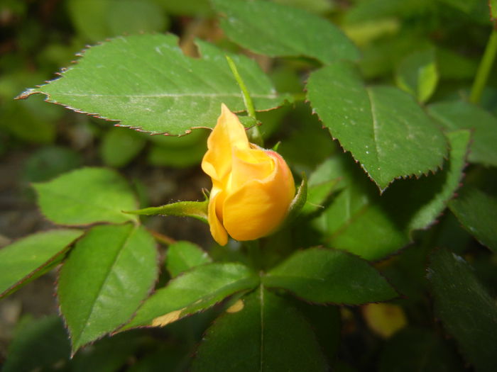 Yellow Miniature Rose (2015, May 30)