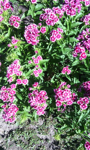 IMG_20150607_102939[1] - dianthus