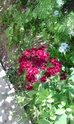 IMG_20150607_103101[1] - dianthus